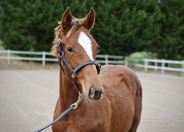 Well Written was originally a $32,500 Inglis Great Southern Weanling purchase.