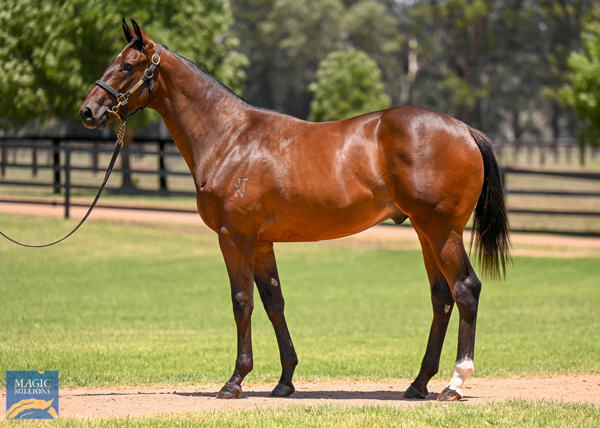 West Of Swindon a $350,000 Magic Millions yearling