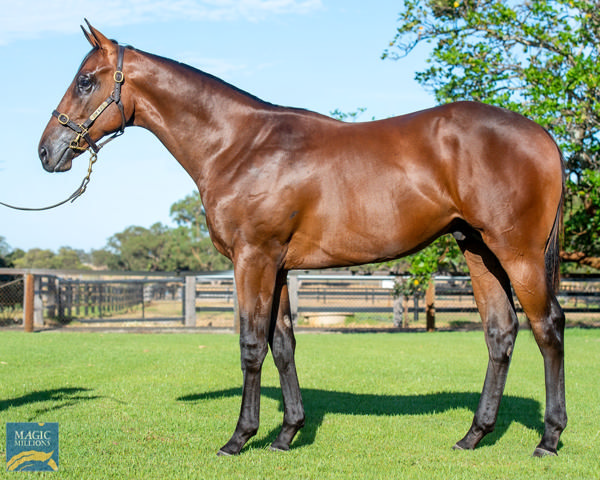 West Star a $175,000 Perth Magic Millions yearling