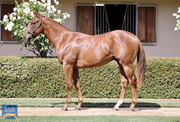 Wiggum a $30,000 Adelaide Magic Millions yearling