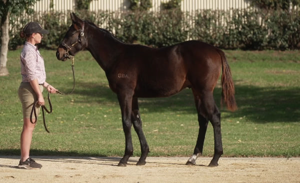 $110,000 Wild Ruler colt from Force of Will (NZ)