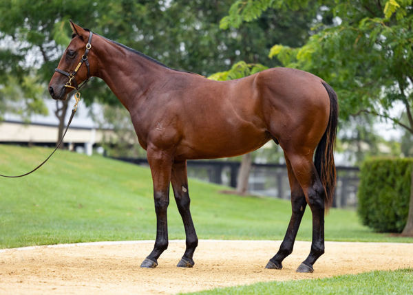 Winchester a $250,000 Inglis Classic yearling