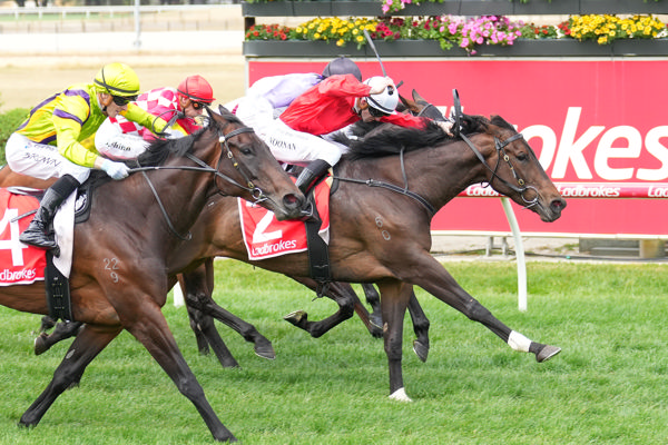 Wings Of Song does best in a driving finish (image Scott Barbour/Racing Photos)