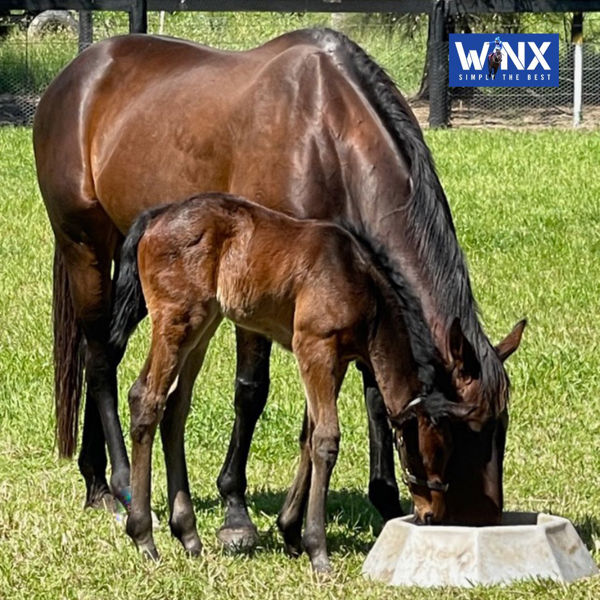 Winx and her Pierro filly (image Winx Official)