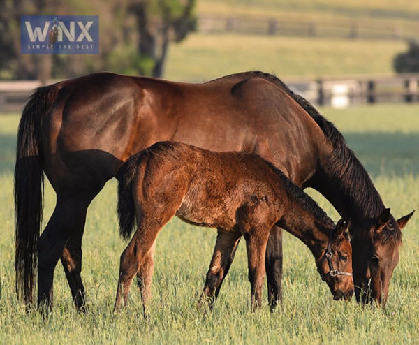 Winx and her Pierro filly (image Winx official)