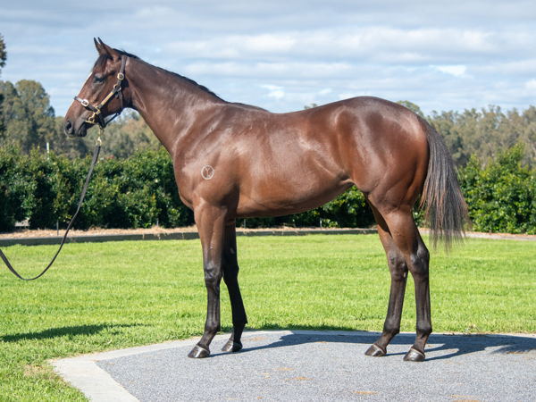 Within the Law was a modest $30,000 Inglis Classic purchase for Darby Racing.