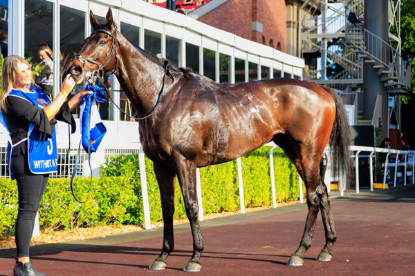 A stayers physique (image Grant Courtney)