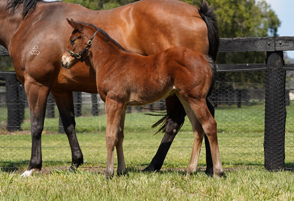 The half-sister by Wootton Bassett (GB) to dual G1 winner Coolangatta from Piping Hot.