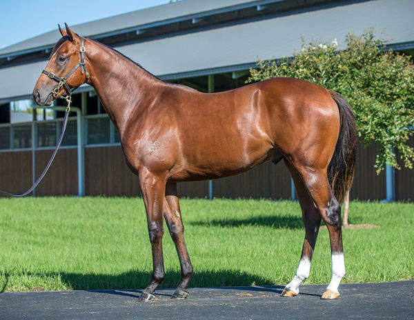 Yasuke a $540,000 Inglis Easter yearling