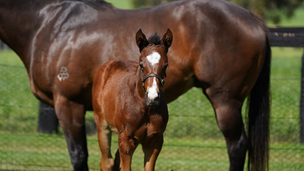 Zoustar colt from Autumn Ballet - Coolmore
