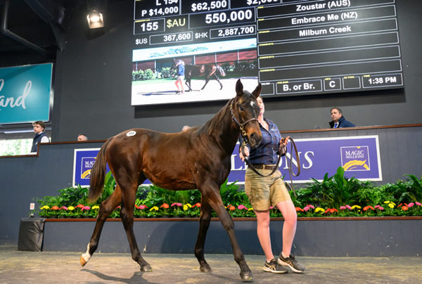 $550,000 Zoustar colt from Embrace Me (NZ) - image MM