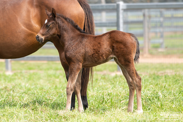 Zoustar filly from Steal My Kisses born at Widden Stud this spring.