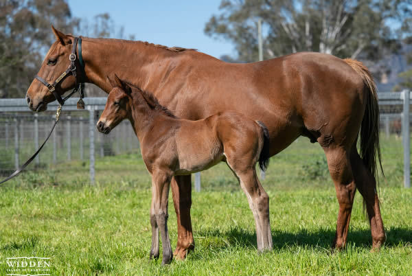 Summer Sham with her filly foal by Zoustar.