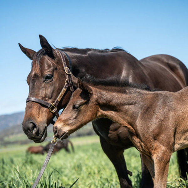 Zoustar x Solar Charged colt