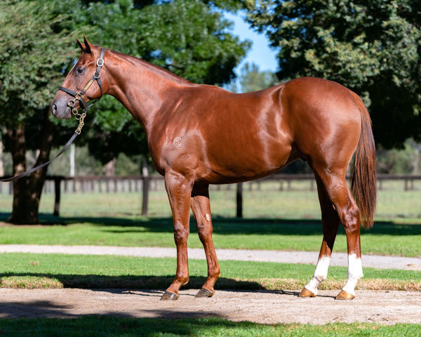 Zouthur a $200,000 Inglis Easter yearling