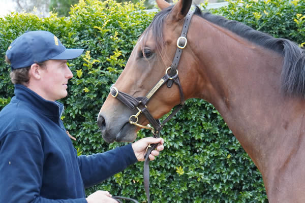 Angus McAlpine of Eureka Stud teaches how to lead a horse.