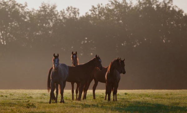 Arqana are exploring a new program to enhance their sales - image Arqana - Zuzanna Lupa