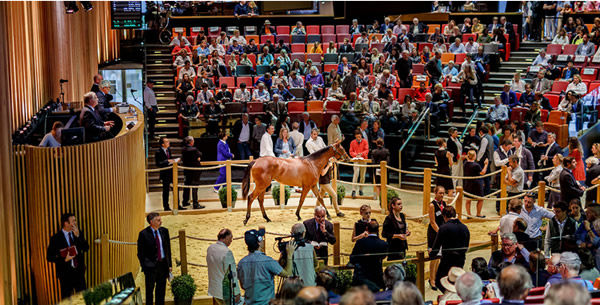 The thrill of the auction ring at Arqana is hard to match - click to see the catalogue.