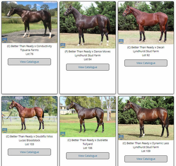 Click to visit the Better Than Ready gallery page for MM Gold Coast March featuring all yearlings with images. 