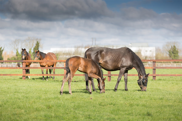 Horses are seasonal breeders.