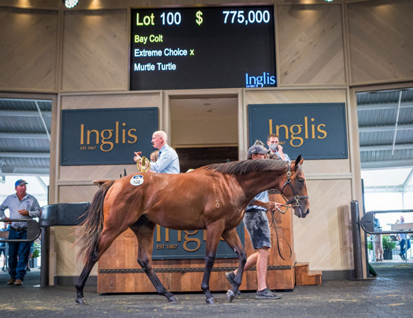 History maker - the Extreme Choice colt from Murtle Turtle sold for $775,000.