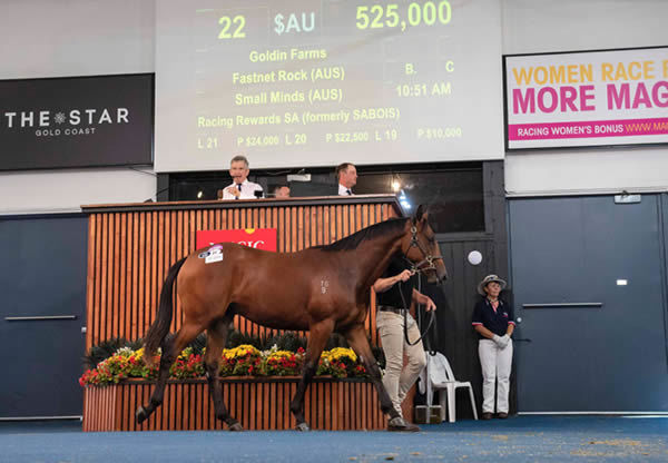 Adelaide record breaker - $525,000 Fastnet Rock colt from Small Minds. 
