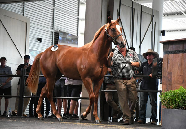 Inglis Easter sale-topper Magic made a pleasing debut.