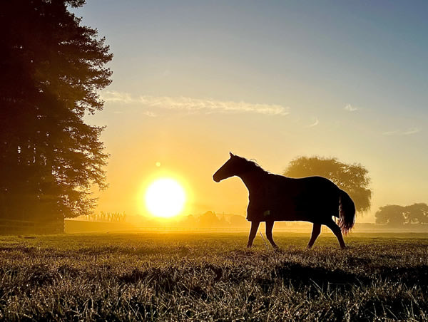 The unreserved dispersal of the Cambridge Stud founder’s stock on Gavelhouse Plus launches on April 19.