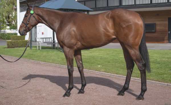 Cathedral sold for 800,000 euros at Arqana May Breeze Up.