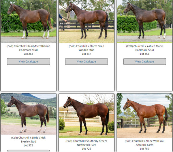 Click here to see all the Churchill yearlings with images and search all the other first season Classic sires.