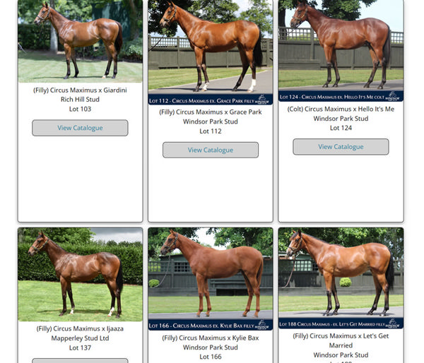 Click to see all yearlings by Circus Maximus.