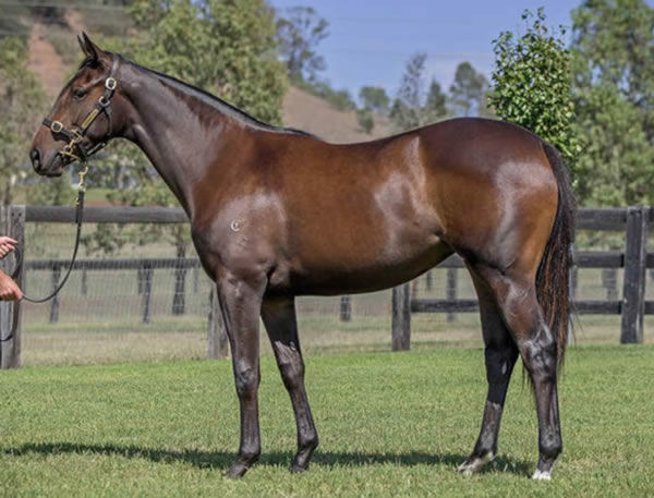 Combat Queen as a yearling
