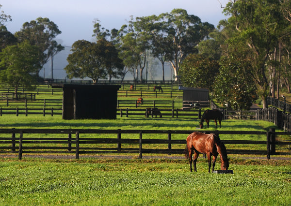 The paddocks where champions come for a holiday.