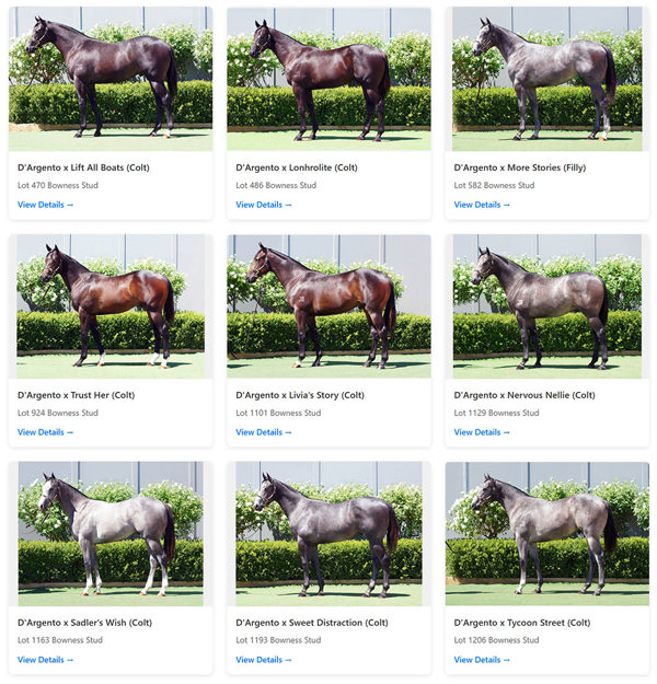 Click Here To View D'Argento's Magic Millions Yearlings