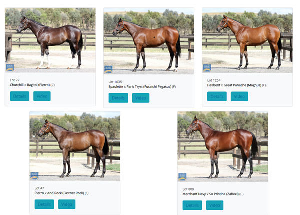 Click to see the full draft of Daisy Hill MM yearlings. 