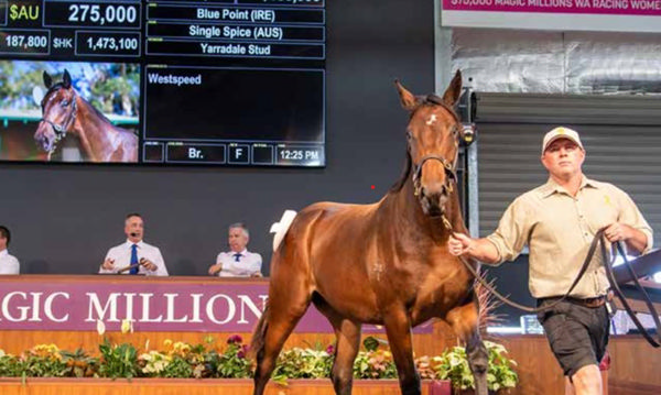 Davy Hanratty leading Yarradale's 2023 sale-topper by Blue Point