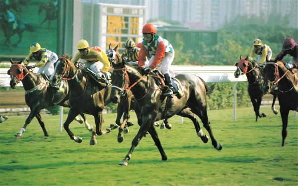 Saint Dragon Hill with the baldy face raced in Hong Kong for seven seasons retiring as a 10 YO.