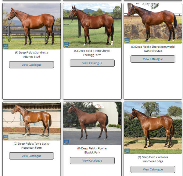Click to see all the Deep Field yearlings with images at MM.