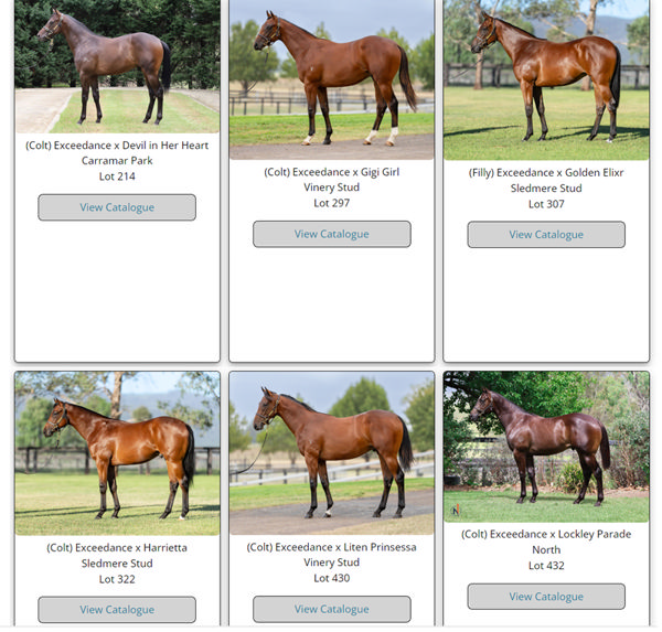 Click to see all Exceedance yearling images for Inglis Classic.
