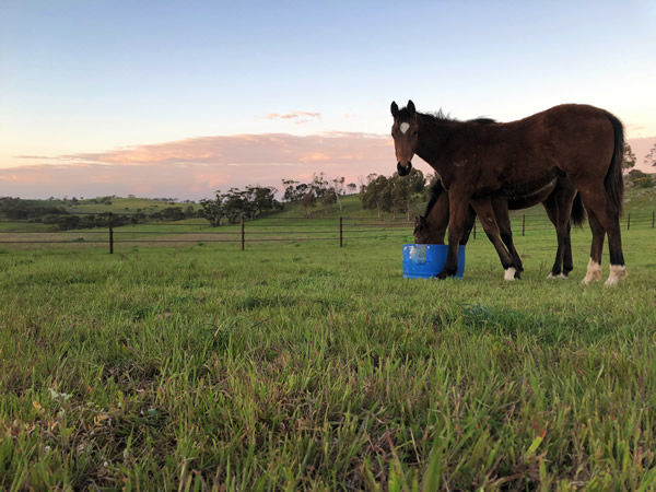 The morning feed run is the favourite time of day for Ross Hatton