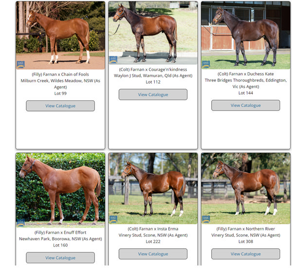 Click to see all the Farnan weanlings and click on the right of that page for all other first season sires.