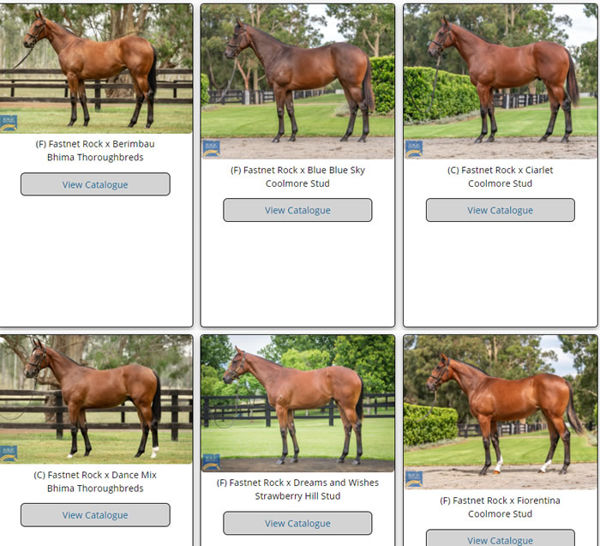 Click to see the full gallery of MM 2021 yearlings by Fastnet Rock.