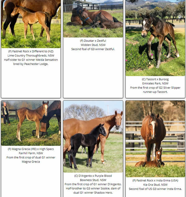 Click to visit the Breednet foal Gallery.