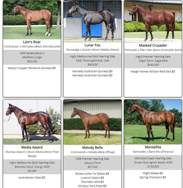 Click to see all horses in the full gallery that also includes G1 winners in NZ, Hong Kong and Singapore. 