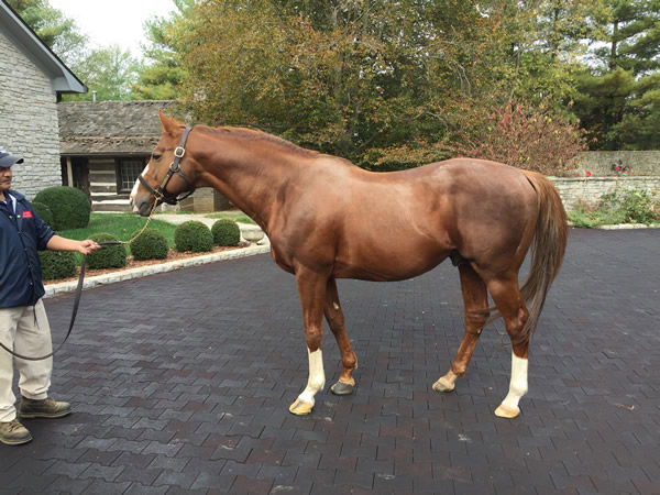 Giant's Causeway was a great favourite.