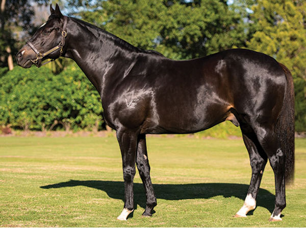 Australian bred Gimmethegreenlight is a leading sire in South Africa. 