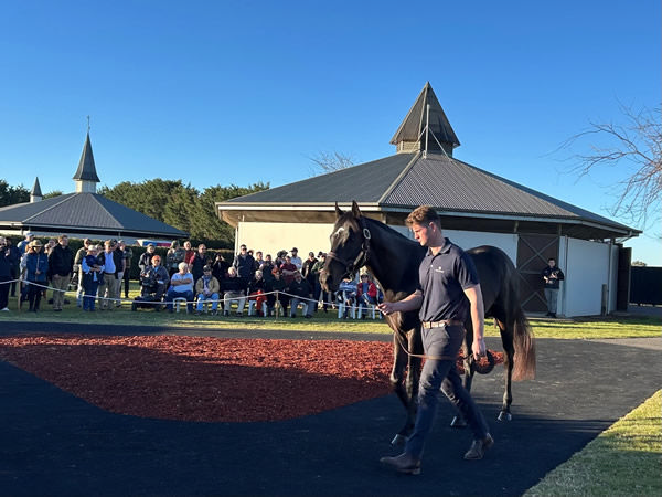 Not every day you see a Melbourne Cup winner - Gold Trip (Fr) was a highlight at Lovatsville.