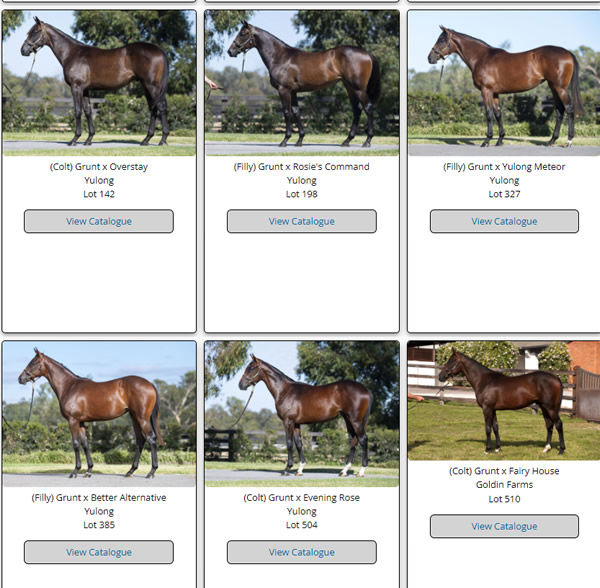 Click to see all Grunt yearlings.
