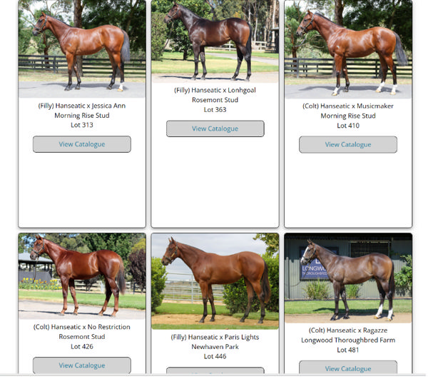 Click to see all Hanseatic yearling images.