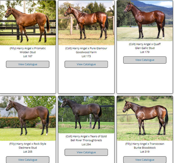 Click to  see all Harry Angel Classic yearlings with images .